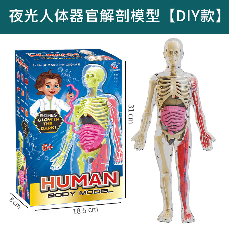 Cross-Border Toys Early Education Human Organ Skeleton Model Set Science and Education Primary and Secondary School Students DIY Assembly Kidsren's Puzzle