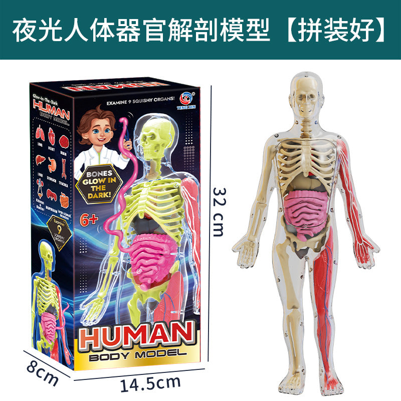 Cross-Border Toys Early Education Human Organ Skeleton Model Set Science and Education Primary and Secondary School Students DIY Assembly Kidsren's Puzzle