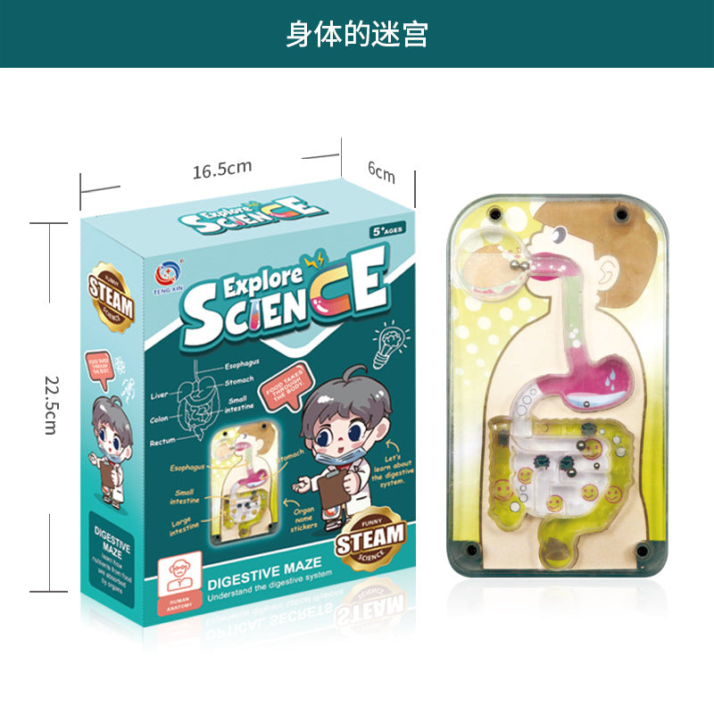 Cross-Border Toys Early Education Human Organ Skeleton Model Set Science and Education Primary and Secondary School Students DIY Assembly Kidsren's Puzzle