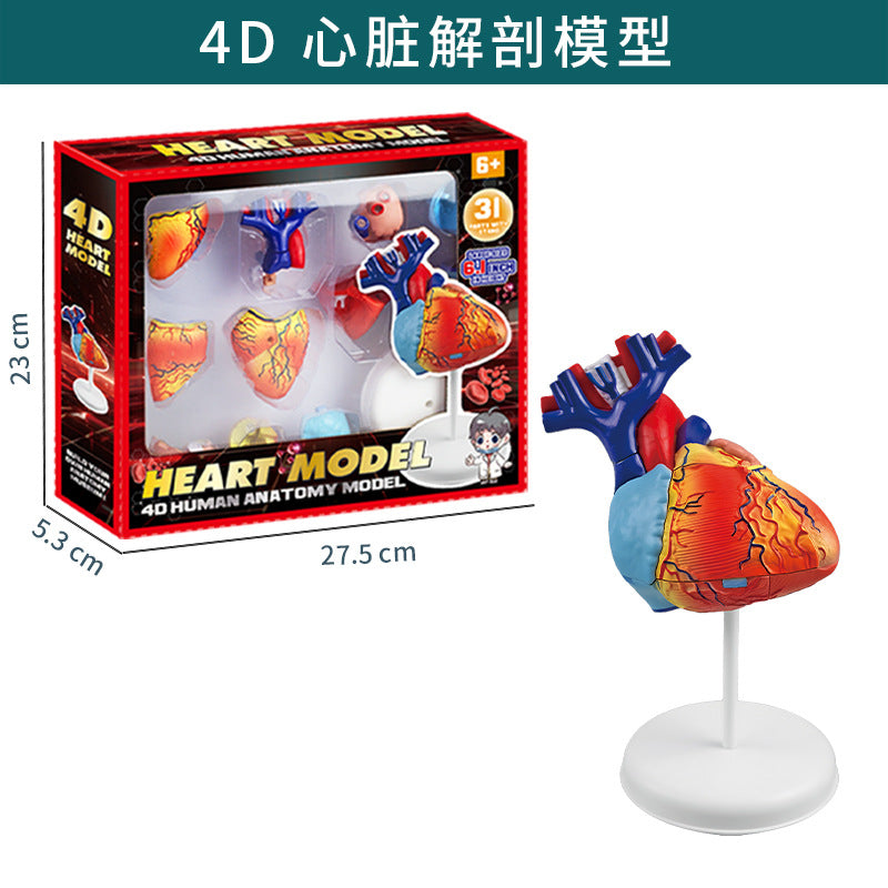 Cross-Border Toys Early Education Human Organ Skeleton Model Set Science and Education Primary and Secondary School Students DIY Assembly Kidsren's Puzzle