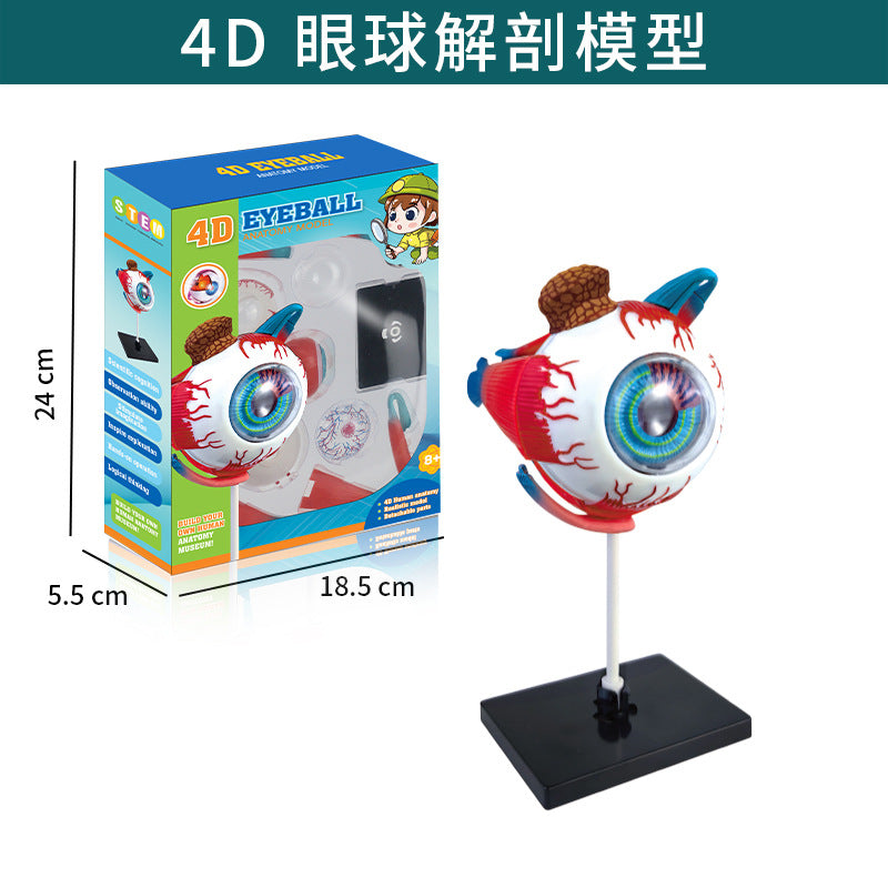 Cross-Border Toys Early Education Human Organ Skeleton Model Set Science and Education Primary and Secondary School Students DIY Assembly Kidsren's Puzzle