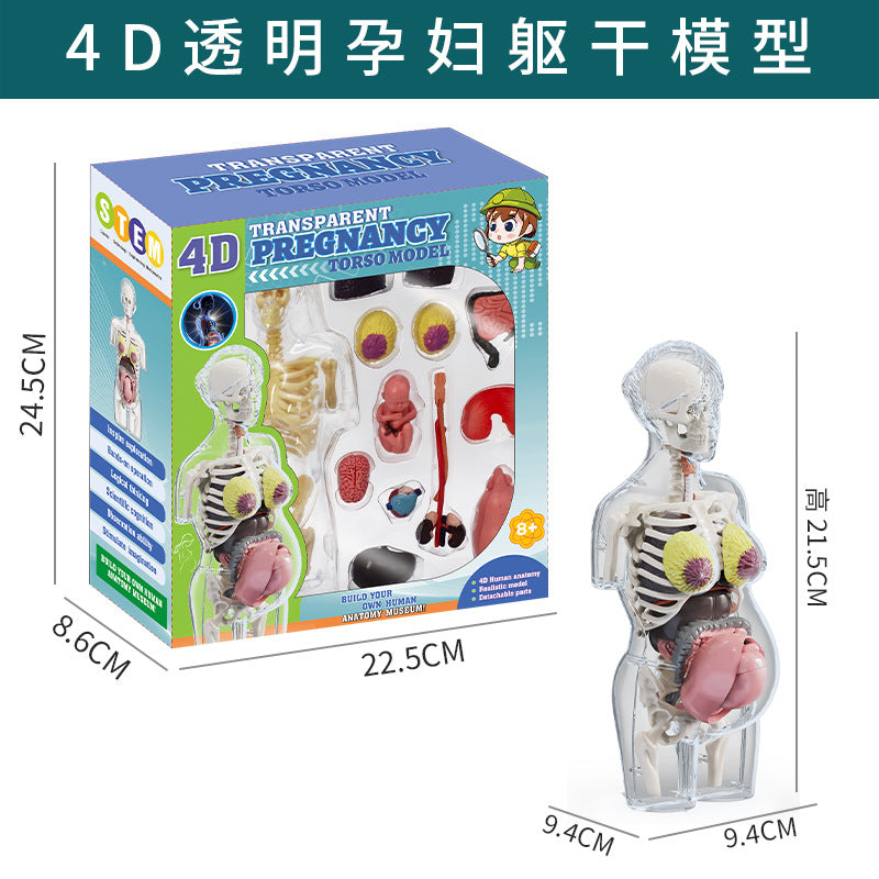 Cross-Border Toys Early Education Human Organ Skeleton Model Set Science and Education Primary and Secondary School Students DIY Assembly Kidsren's Puzzle