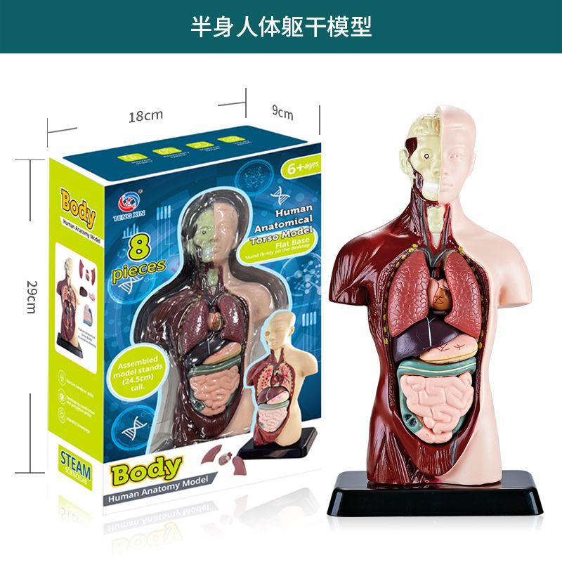 Cross-Border Toys Early Education Human Organ Skeleton Model Set Science and Education Primary and Secondary School Students DIY Assembly Kidsren's Puzzle