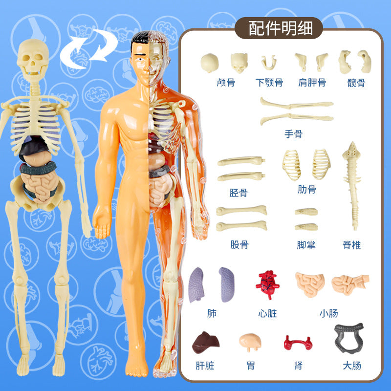 Cross-Border Toys Early Education Human Organ Skeleton Model Set Science and Education Primary and Secondary School Students DIY Assembly Kidsren's Puzzle