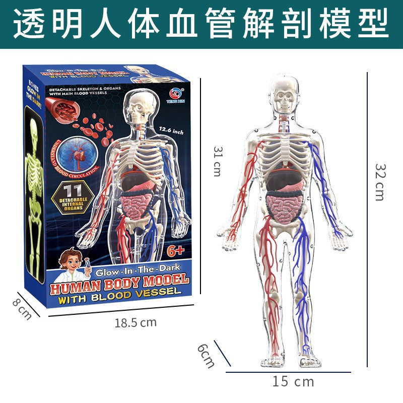 Cross-Border Toys Early Education Human Organ Skeleton Model Set Science and Education Primary and Secondary School Students DIY Assembly Kidsren's Puzzle