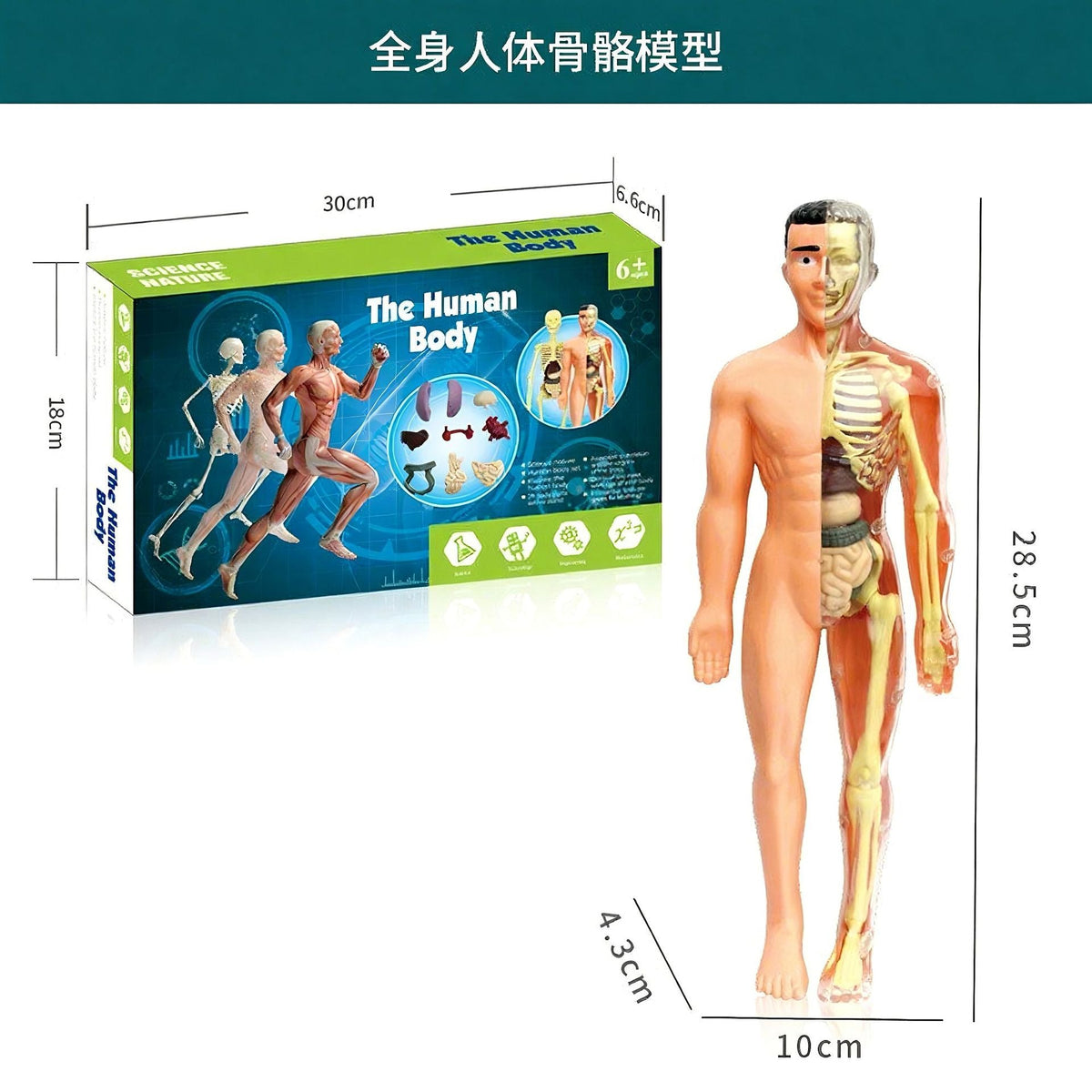 Cross-Border Toys Early Education Human Organ Skeleton Model Set Science and Education Primary and Secondary School Students DIY Assembly Kidsren's Puzzle