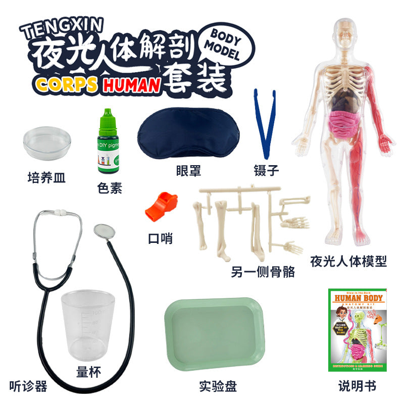 Cross-Border Toys Early Education Human Organ Skeleton Model Set Science and Education Primary and Secondary School Students DIY Assembly Kidsren's Puzzle