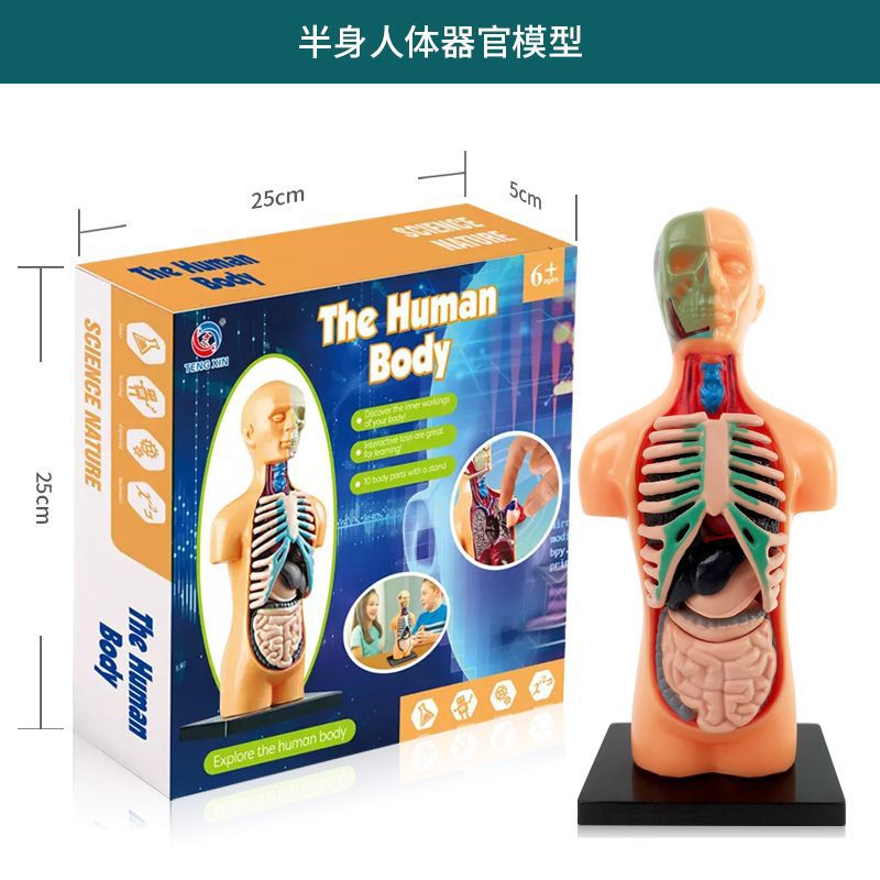 Cross-Border Toys Early Education Human Organ Skeleton Model Set Science and Education Primary and Secondary School Students DIY Assembly Kidsren's Puzzle