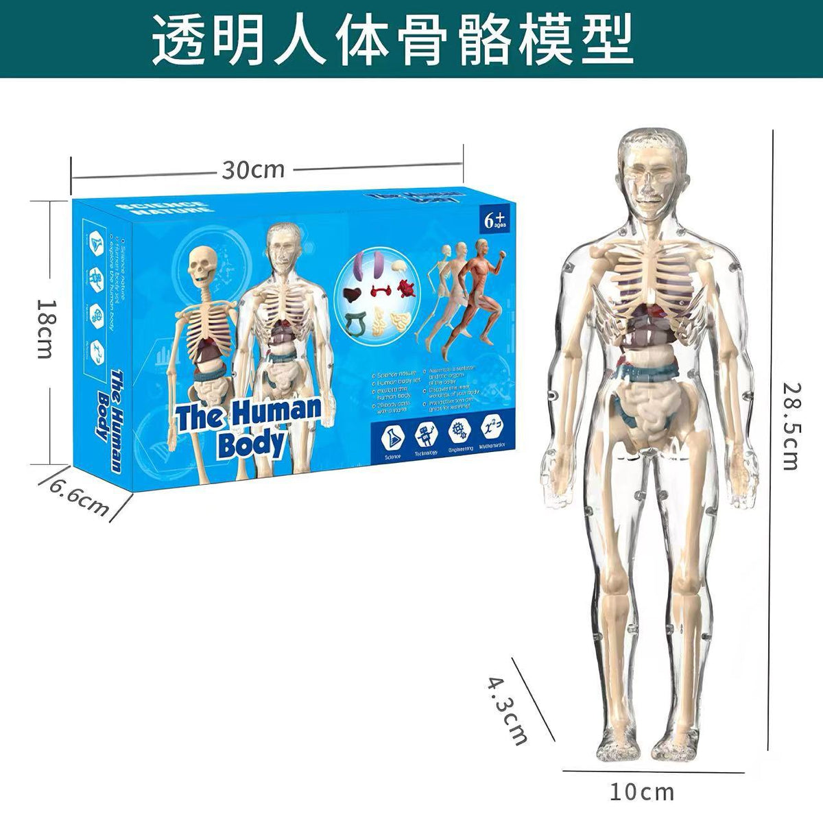 Cross-Border Toys Early Education Human Organ Skeleton Model Set Science and Education Primary and Secondary School Students DIY Assembly Kidsren's Puzzle