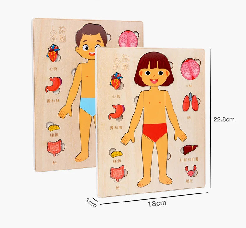 Montessori Human Body Puzzles Busy Board Body Parts Teaching Educational Anatomy Toy for Kids Children Early Learning Games
