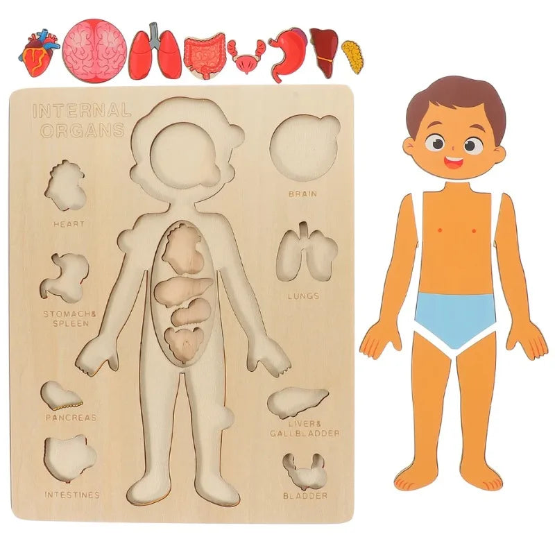 Montessori Human Body Puzzles Busy Board Body Parts Teaching Educational Anatomy Toy for Kids Children Early Learning Games