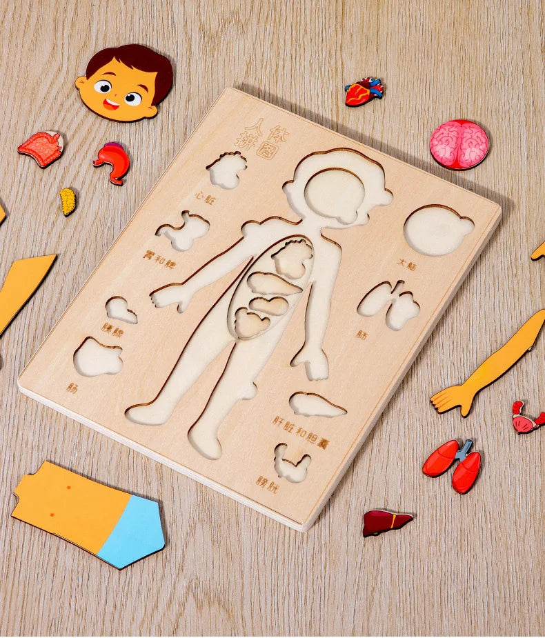 Montessori Human Body Puzzles Busy Board Body Parts Teaching Educational Anatomy Toy for Kids Children Early Learning Games