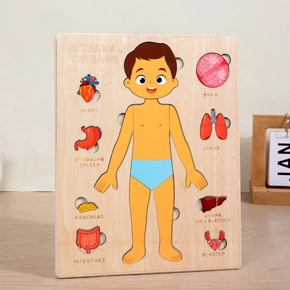 Montessori Human Body Puzzles Busy Board Body Parts Teaching Educational Anatomy Toy for Kids Children Early Learning Games