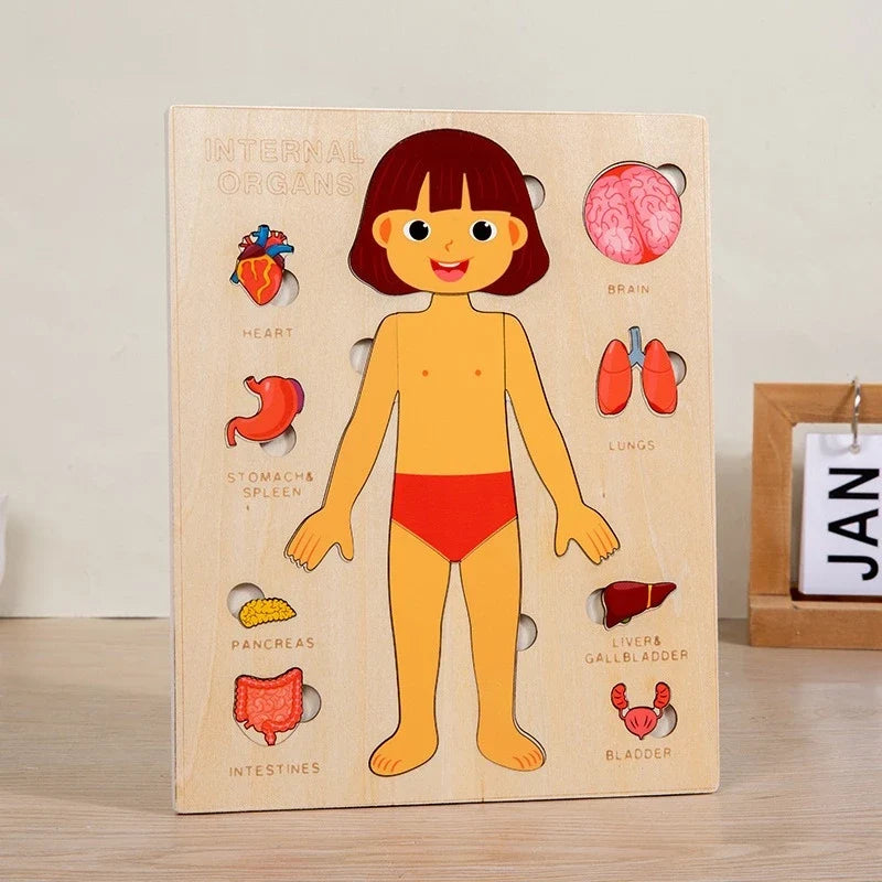 Montessori Human Body Puzzles Busy Board Body Parts Teaching Educational Anatomy Toy for Kids Children Early Learning Games